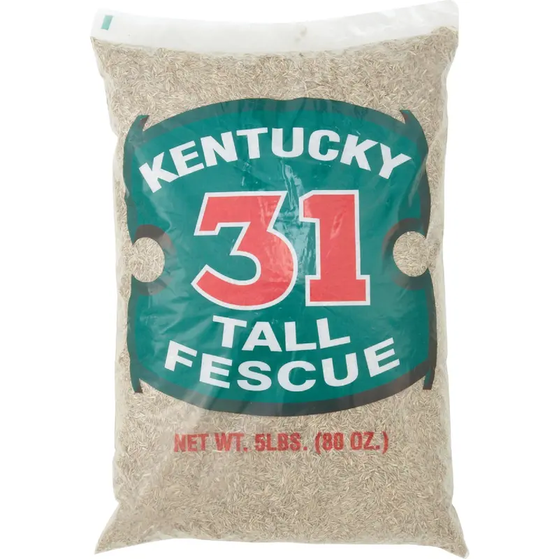 Barenbrug Kentucky 31 Tall Fescue Grass Seed – 5-Pound Bag Covers 1,000 Sq. Ft. 1